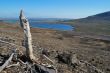 Dead wood