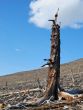 Stump scorched