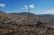 Forest dead 