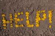 Dandelions On Dry Soil