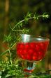 Red Currant in the Glass Of Wine