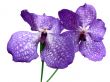 Blooming Orchid Vanda coerulea