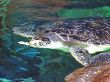 Turtle Feeding