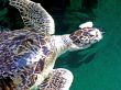 Turtle Feeding