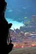 Aquarium Viewing