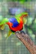 Bird ready to fly