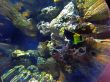 Viewing of a Fish
