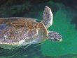 Turtle Flap