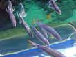 Fishes