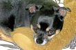 Dog Resting