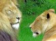Lion and Lioness
