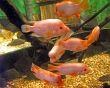 Pink Fish