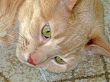 Head of a Cat