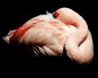 The Disappearing Flamingo