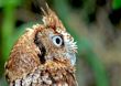 Owl looking