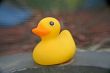 Lonely Duck