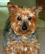 Cute Dog