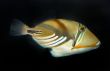 Fish Swimming