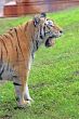 Tiger Yawn