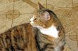 Sight of a Cat
