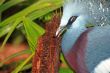 Victoria Crowned Pigeon