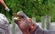 Hippo