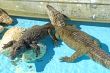 Alligators