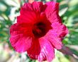 3D Flower