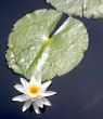 Lily Pad