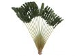 Traveller`s Palm or Ravenala madagascariensis