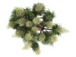 Ponytail Palm or Nolina recurvata