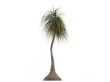 Ponytail Palm or Nolina recurvata