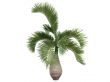 Bottle Palm or Hyophorbe lagenicaulis