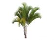 Triangle Palm or Dypsis decaryi