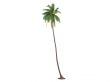 Coconut or Cocos nucifera