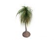 Ponytail Palm or Nolina recurvata