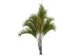 Triangle Palm or Dypsis decaryi