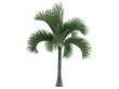 Carpoxylon Palm or Carpoxylon macrospermum