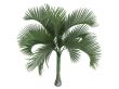Carpoxylon Palm or Carpoxylon macrospermum
