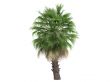 Desert Fan Palm or Washingtonia filifera