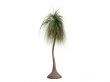 Ponytail Palm or Nolina recurvata