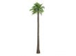 Desert Fan Palm or Washingtonia filifera