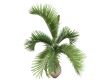 Bottle Palm or Hyophorbe lagenicaulis