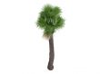 Desert Fan Palm or Washingtonia filifera