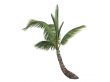 Coconut or Cocos nucifera