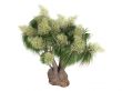 Ponytail Palm or Nolina recurvata