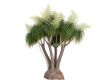 Ponytail Palm or Nolina recurvata