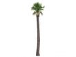 Desert Fan Palm or Washingtonia filifera
