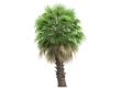 Desert Fan Palm or Washingtonia filifera
