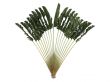 Traveller`s Palm or Ravenala madagascariensis